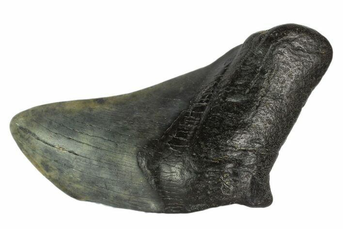 Partial, Fossil Megalodon Tooth #124540